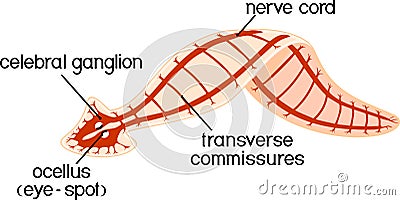 Nervous system of planaria flatworm Vector Illustration